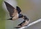 Swallows - giving food to the offspring