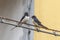 Swallows on the high voltage wires in an urban glimpse