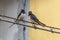 Swallows on the high voltage wires in an urban glimpse