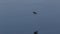 Swallows, Hirundinidae, flying onto a branch beside the river Spey, Scotland