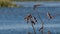 Swallows, Hirundinidae, flying onto a branch beside the river spey, scotland