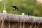 Swallows on manmade pond wall.