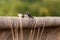 Swallows on manmade pond wall.