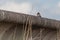 Swallows on manmade pond wall.