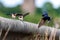 Swallows on manmade pond wall.