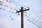 Swallows Sitting on Electricity Wires.