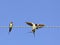 Swallows on a wire