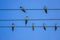 Swallows are on wires, close up photo over blue sky