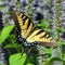 swallowtail pictures