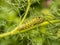 Swallowtail butterflies caterpillar