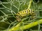 Swallowtail butterflies caterpillar