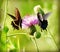 Swallowtail butterflies share a sip