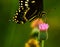 Swallowtail Butterfly