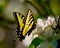 Swallowtail butterfly on apple blossom