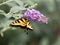 Swallowtail butterfly, brown and yellow, insect pollinating purple butterfly bush bloom with a soft green background.  Wildlife in