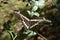 Swallowtail butterfly on a bush