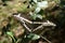 Swallowtail butterfly on a bush