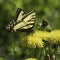 Swallowtail Butterfly on a Dandelion