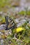 Swallowtail Butterfly feeding nectar from yellow flower