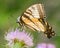 Swallowtail butterfly feeding on a purple wildflower in the Minnesota Valley National Wildlife Refuge near the Minnesota River