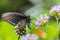 Swallowtail butterfly, female, close up macro shot