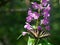 Swallowtail Butterfly on fireweed