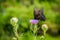 Swallowtail butterfly on flowers in Shenandoah National Park, Vi