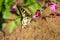 Swallowtail butterfly gathers nectar from forest flowers