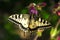 Swallowtail butterfly gathers nectar from forest flowers