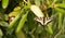 Swallowtail Butterfly Insect Resting Garden Plant Leaf