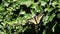 Swallowtail butterfly on ivy