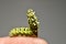 Swallowtail butterfly larva on a human finger.