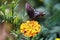 Swallowtail Butterfly on Marigold