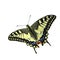 Swallowtail butterfly (Papilio machaon)