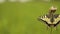 Swallowtail butterfly Papilio machaon beautiful