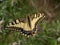Swallowtail butterfly, Papilio machaon, on the lower austrian mountain braunsberg