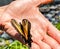 Swallowtail butterfly in Person`s Hand.