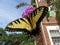 Swallowtail Butterfly pollinating the Purple Flower in September