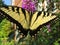 Swallowtail Butterfly Pollinating the Purple Flower in September