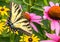 Swallowtail butterfly and Purple Coneflowers