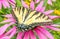 Swallowtail butterfly and Purple Coneflowers