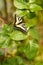 Swallowtail Butterfly Resting Rose Bush Leaf