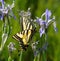 Swallowtail butterfly on Rocky Mountain Iris flower