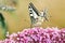 Swallowtail Butterfly Seeking For Nectar On A Buddleia Flower