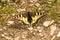 Swallowtail butterfly in spring