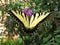 Swallowtail Butterfly in the Summer Garden in September