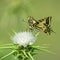 Swallowtail butterfly on thorn