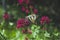 Swallowtail Butterfly wings on  of Alyssum flowers