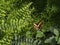 Swallowtail butterly on plants