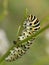 Swallowtail Caterpillar